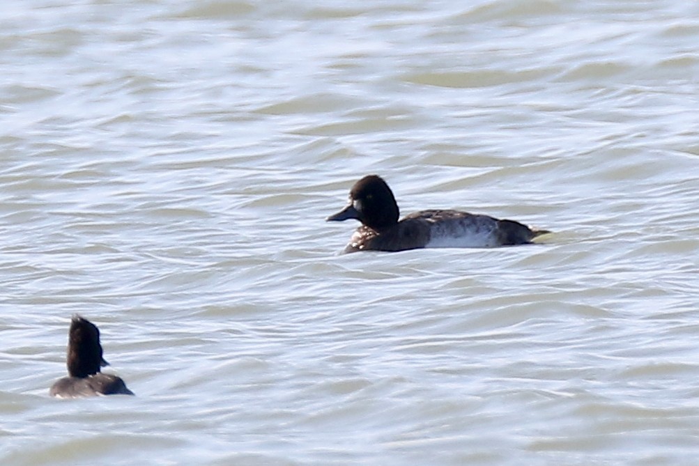 Lesser Scaup - Ting-Wei (廷維) HUNG (洪)