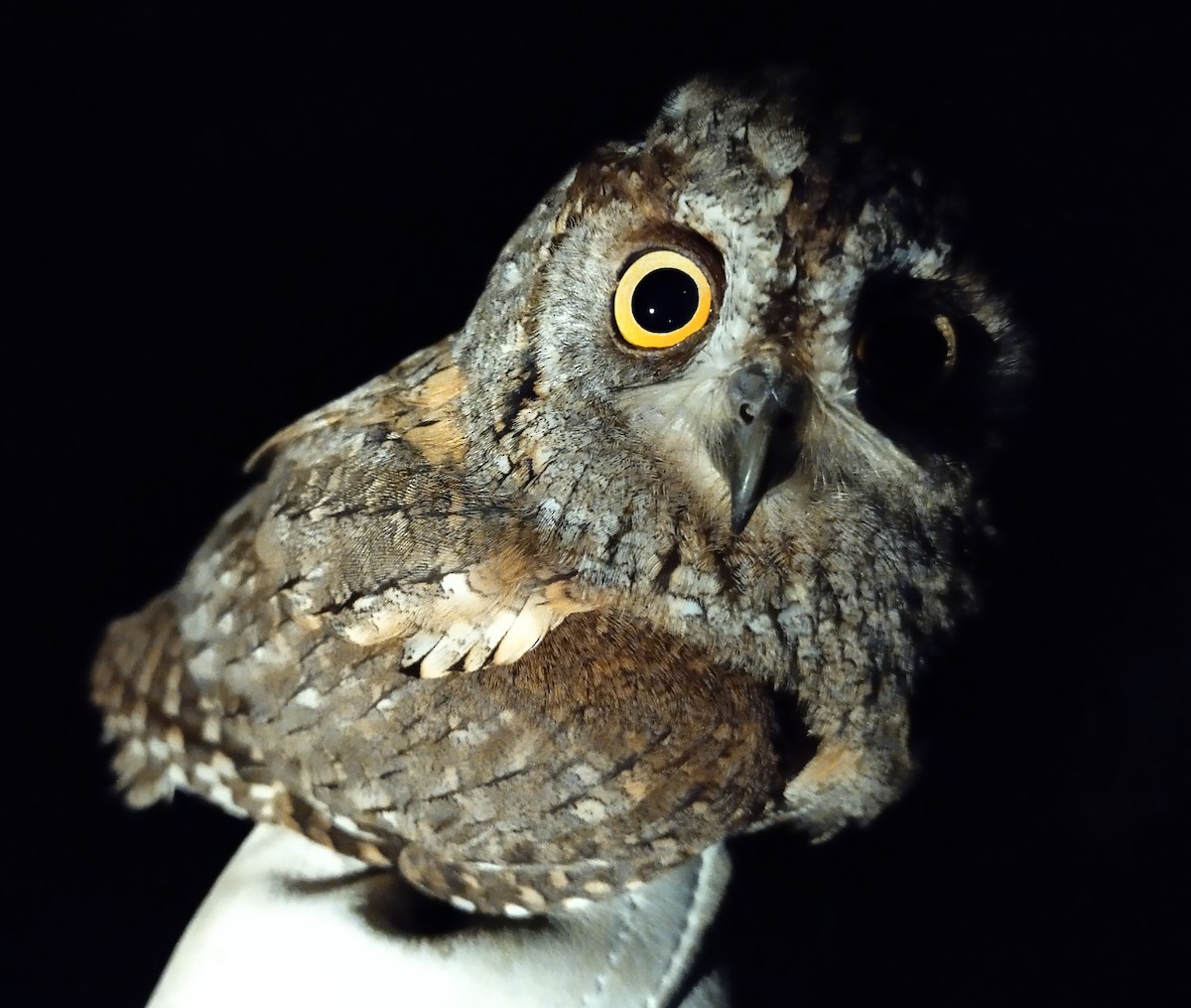 Eurasian Scops-Owl - ML466441481