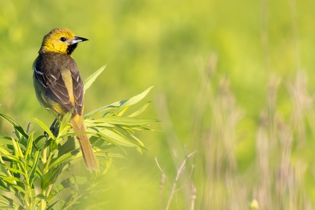 🔥 Angry bird! Female Orchard Oriole : r/NatureIsFuckingLit