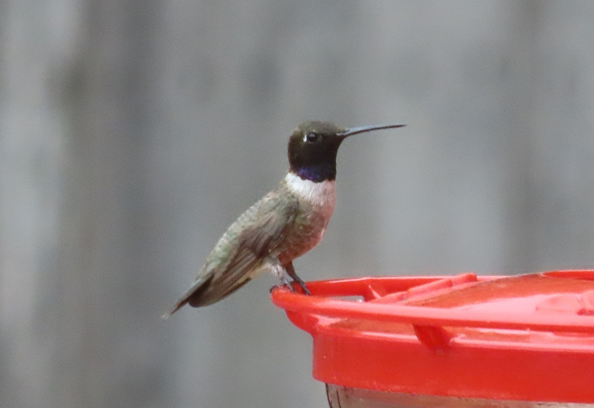 Black-chinned Hummingbird - ML466448181