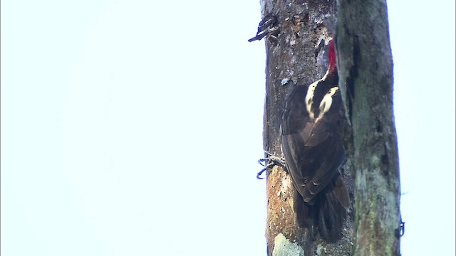Pale-billed Woodpecker - ML466450