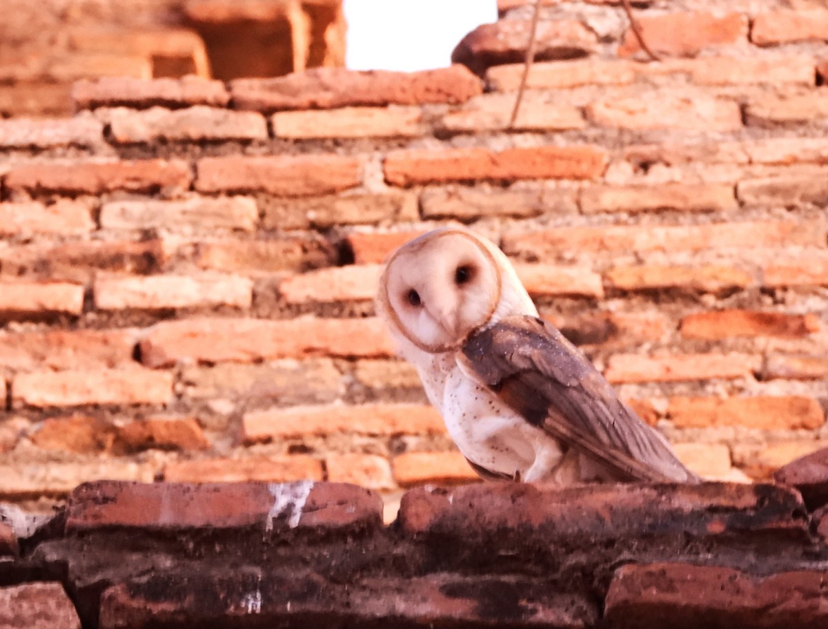 Barn Owl - Rafael Salcedo