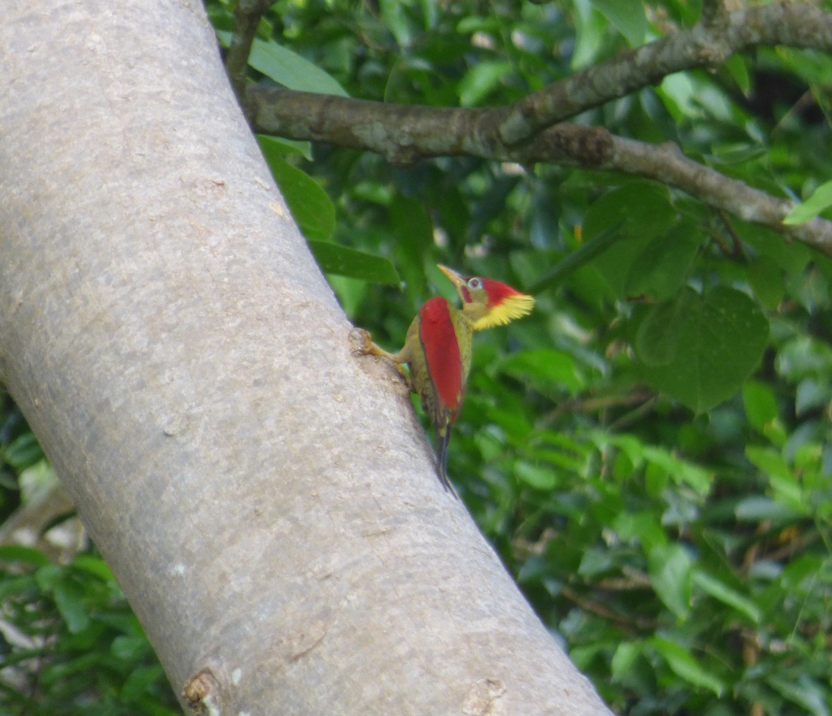 Crimson-winged Woodpecker - Eugene Prewitt