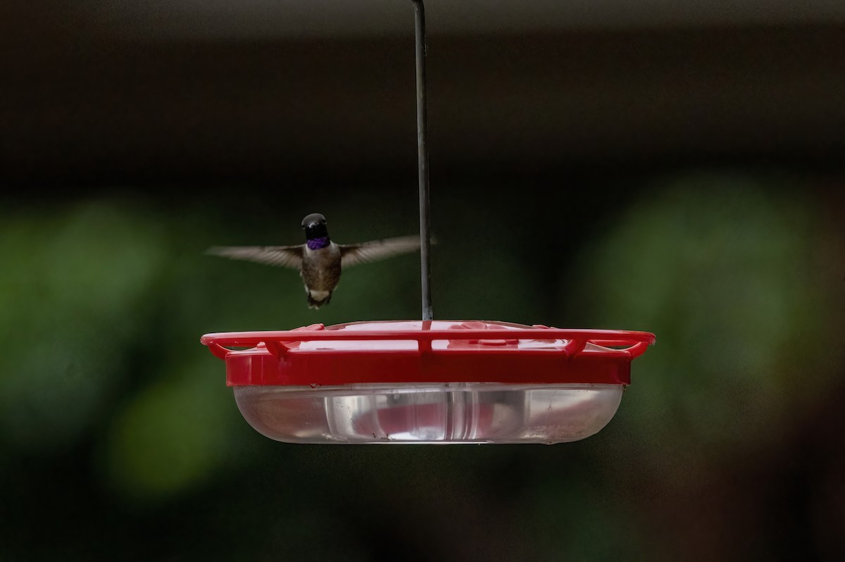 Black-chinned Hummingbird - ML466455111