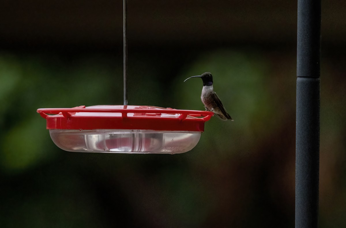 Black-chinned Hummingbird - ML466455121
