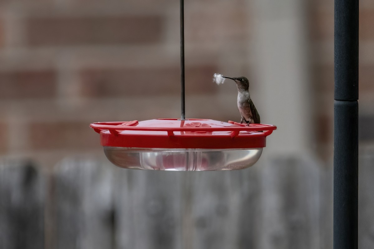 Ruby-throated Hummingbird - ML466455191