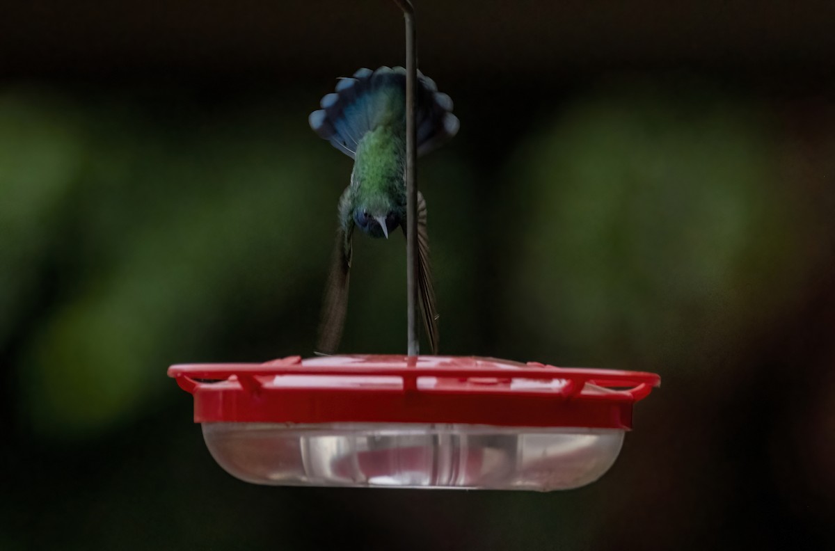 kolibřík zelený - ML466455581