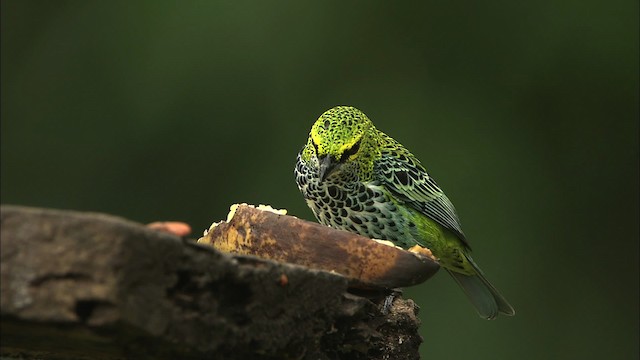 Speckled Tanager - ML466457