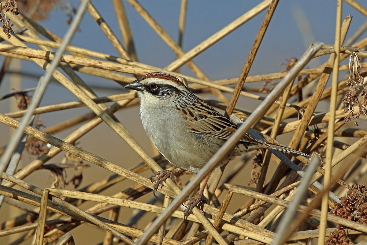 Striped Sparrow - Nigel Voaden