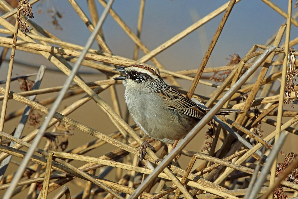 Striped Sparrow - Nigel Voaden