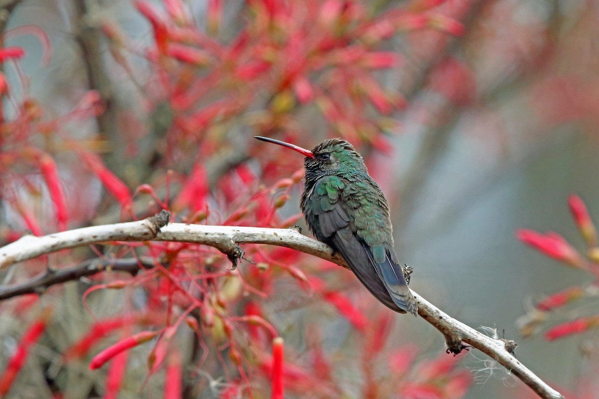 Broad-billed Hummingbird - Nigel Voaden