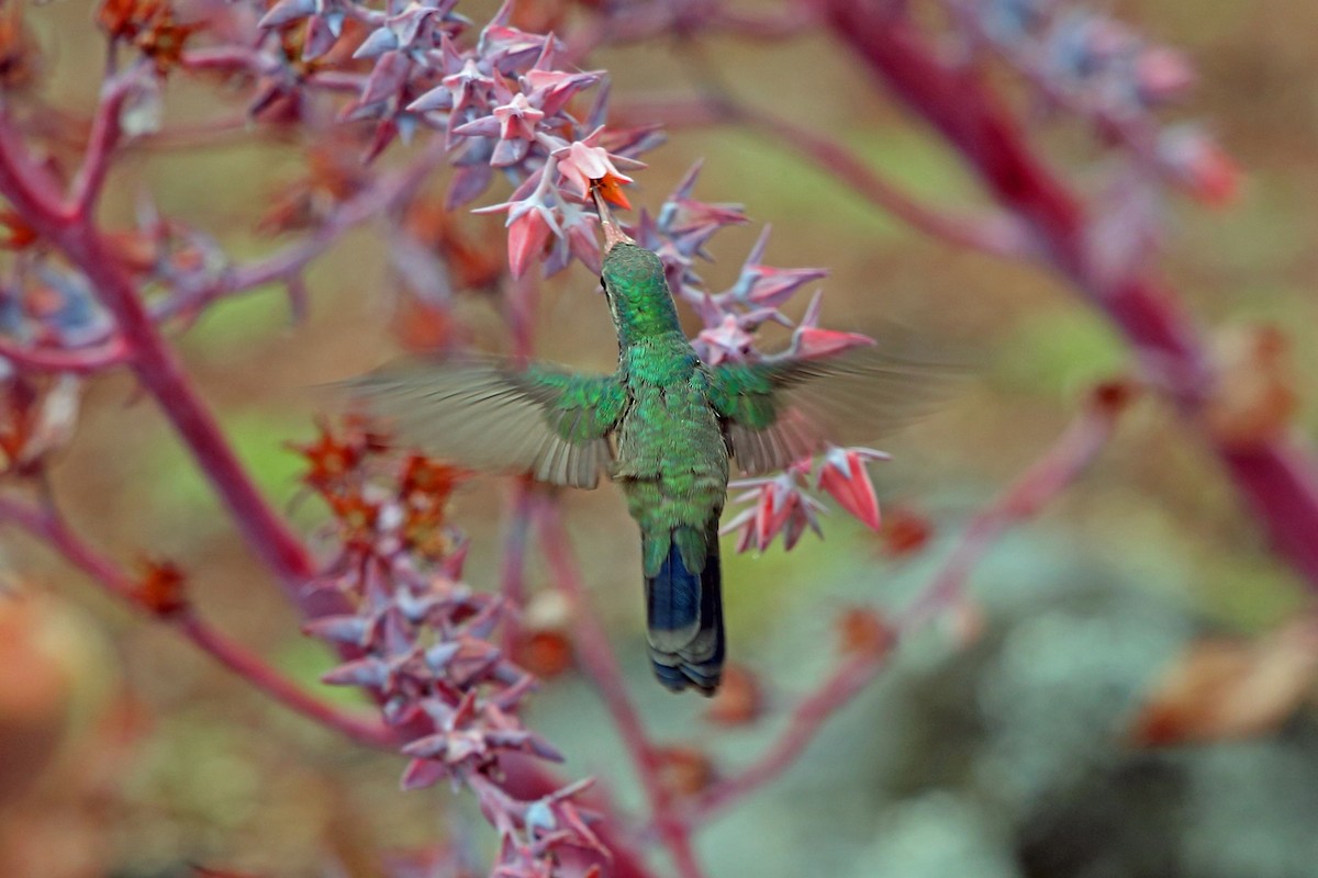 Broad-billed Hummingbird - ML46645911