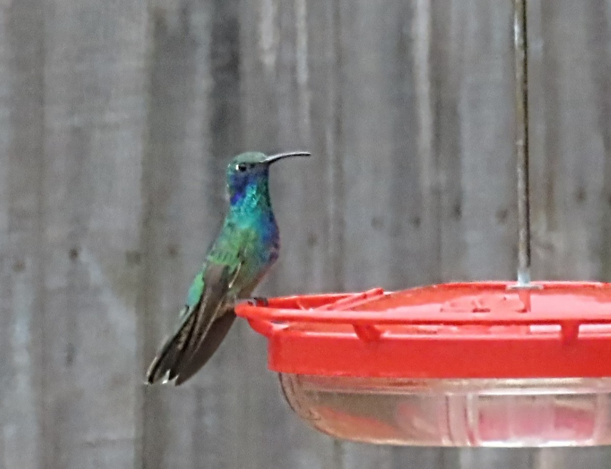 kolibřík zelený - ML466459841