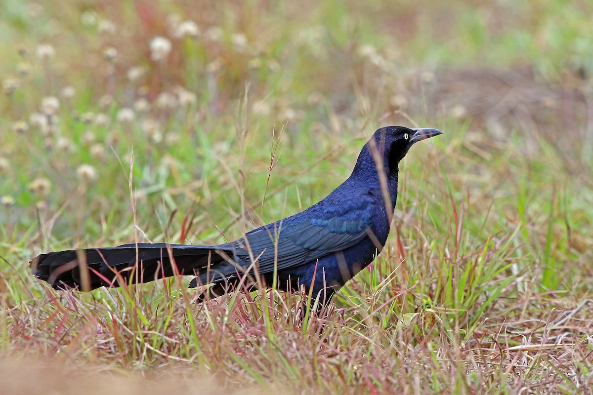 Great-tailed Grackle (Great-tailed) - ML46646001