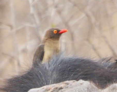 Red-billed Oxpecker - ML466461471