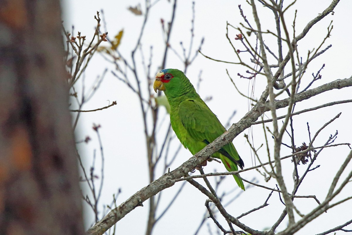 White-fronted Parrot - ML46646221