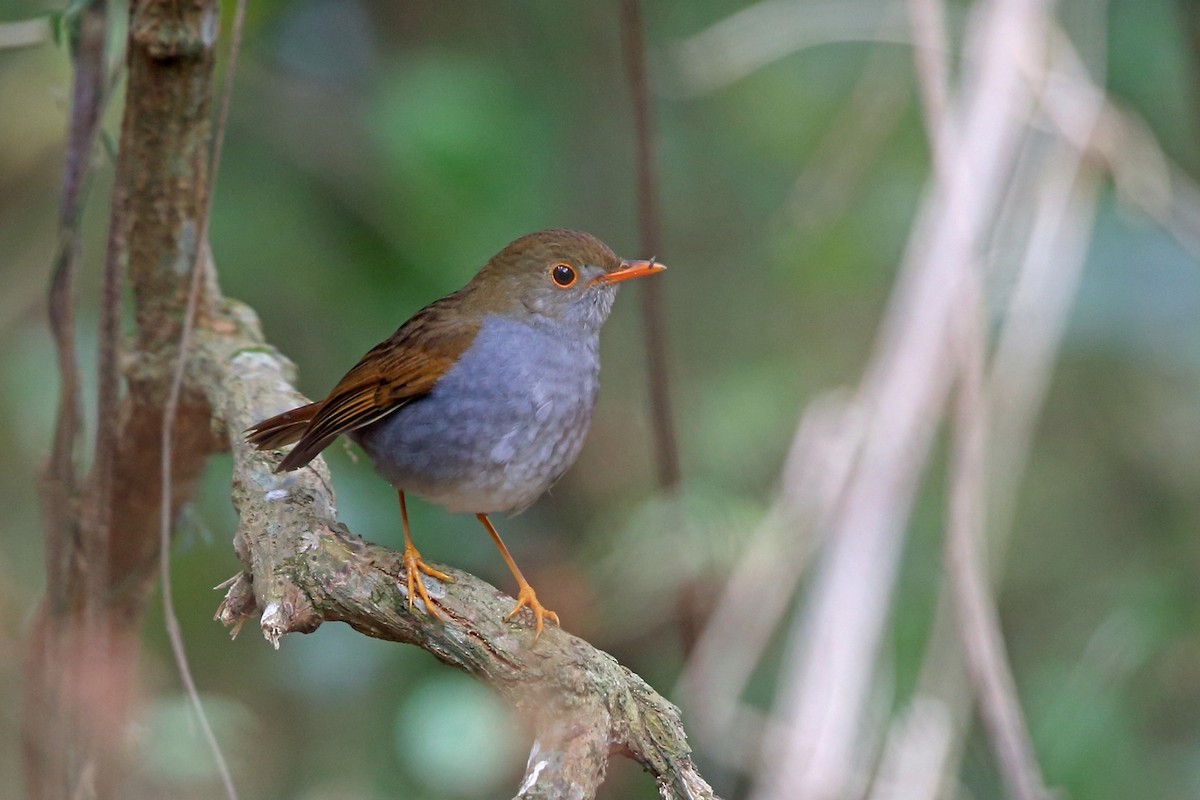Orange-billed Nightingale-Thrush (Brown-headed) - ML46646341