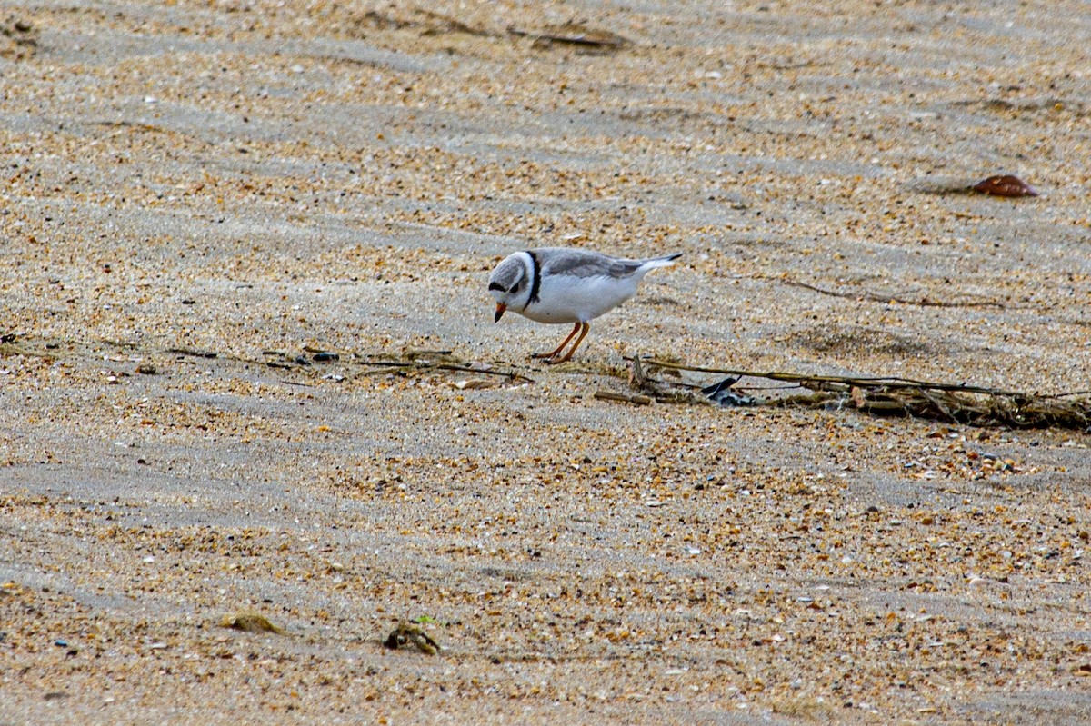 Piping Plover - ML466466991