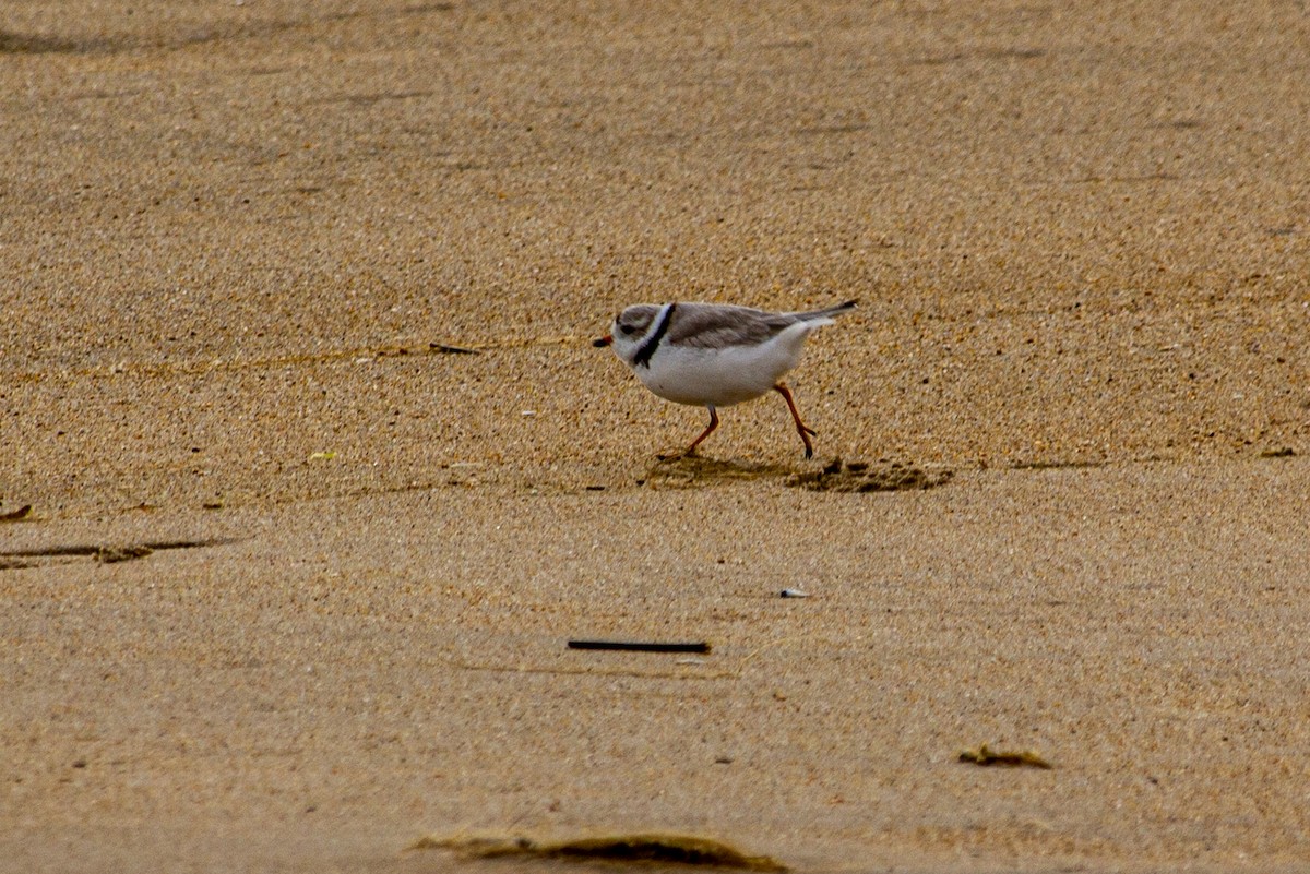 Piping Plover - ML466467001