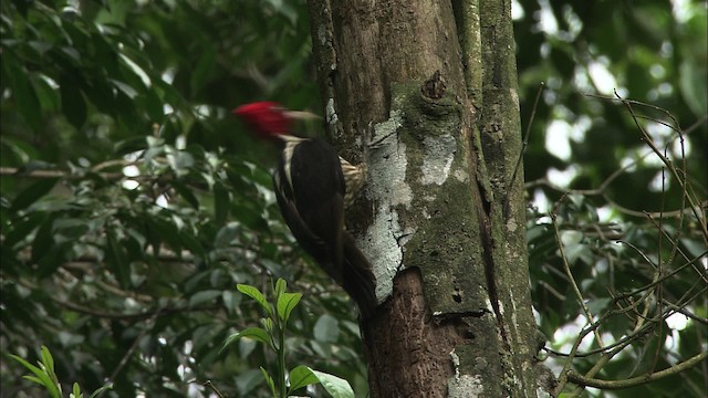 Pale-billed Woodpecker - ML466470