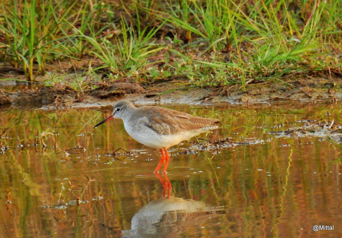 Spotted Redshank - ML46647071