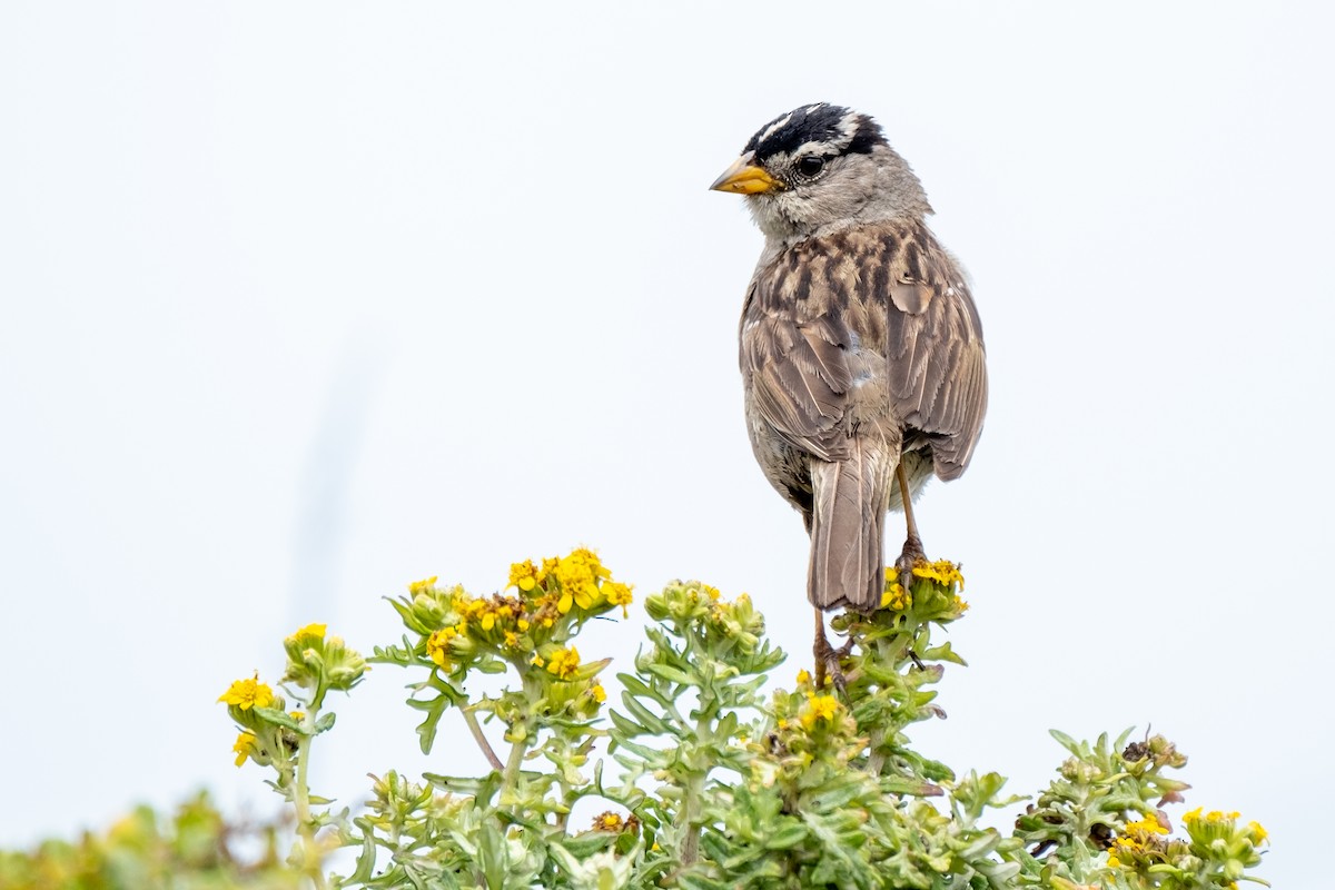 White-crowned Sparrow - ML466471001
