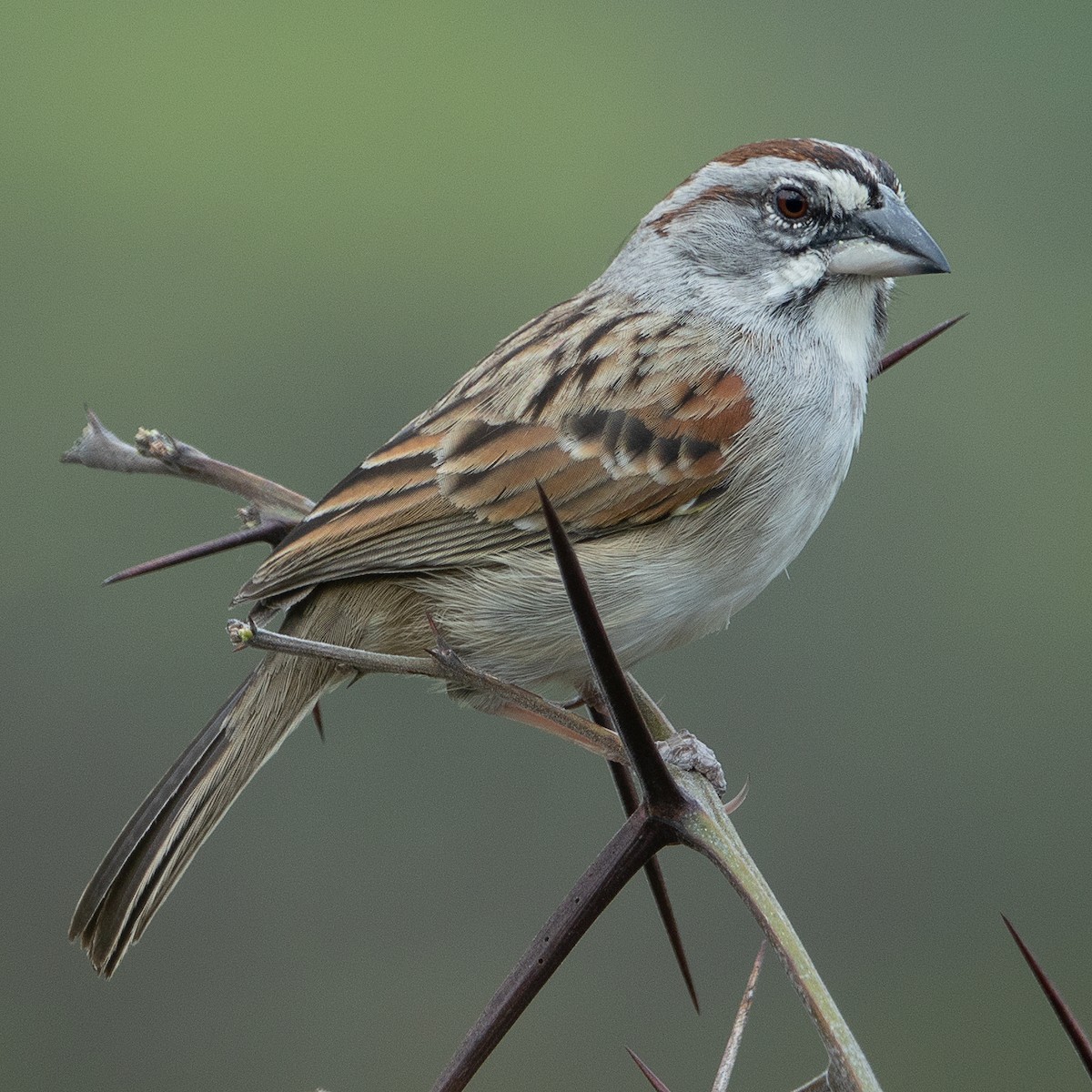 Tumbes Sparrow - Daniel Pacheco Osorio