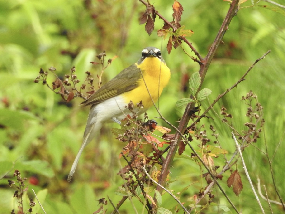 Yellow-breasted Chat - ML466474301
