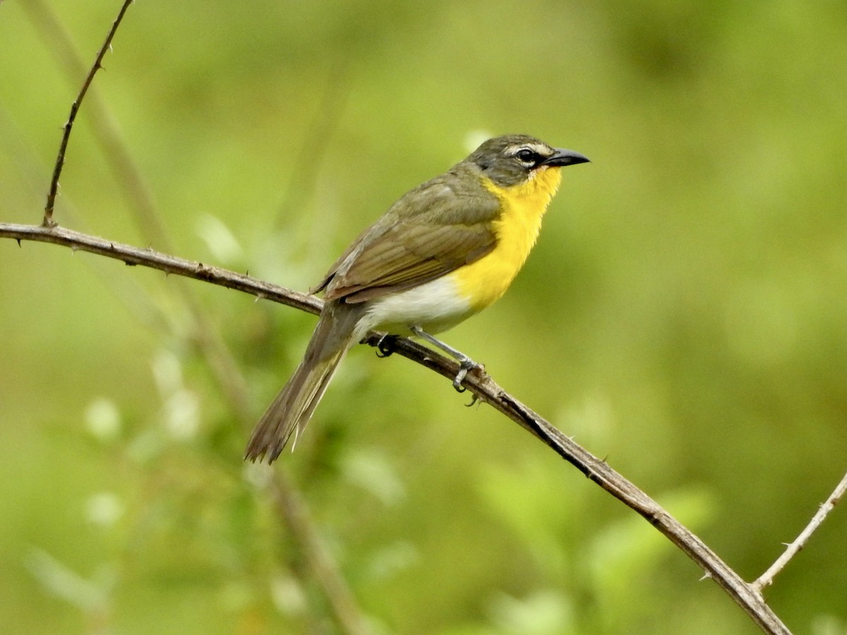 Yellow-breasted Chat - ML466474321