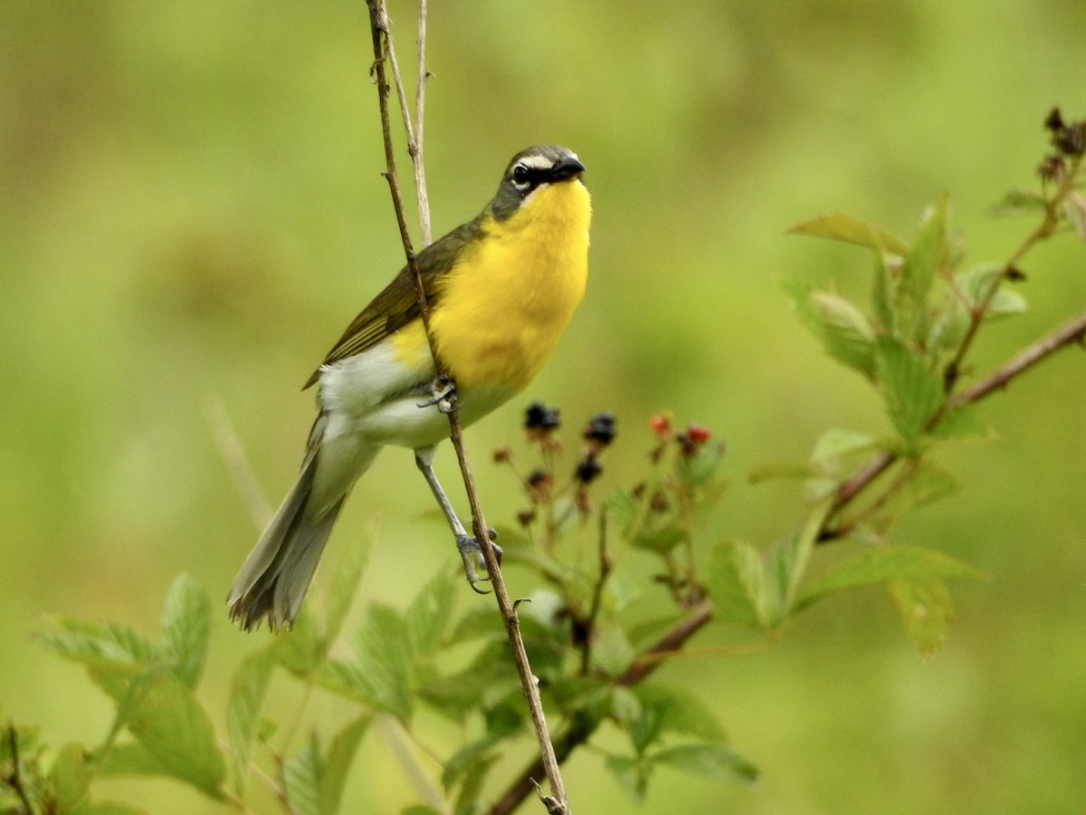 Yellow-breasted Chat - ML466474361