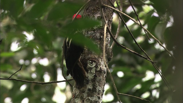 Pale-billed Woodpecker - ML466475