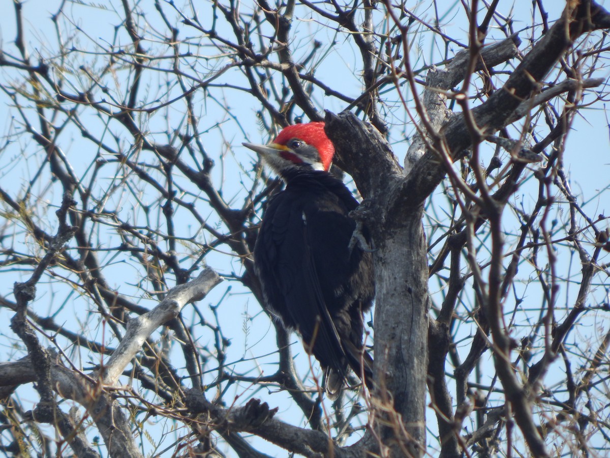 Black-bodied Woodpecker - ML466475421
