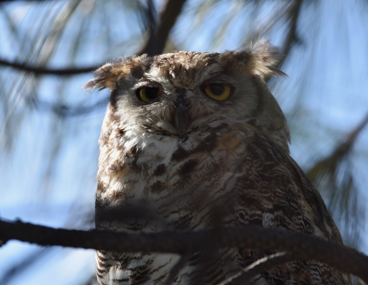 Great Horned Owl - ML466475821
