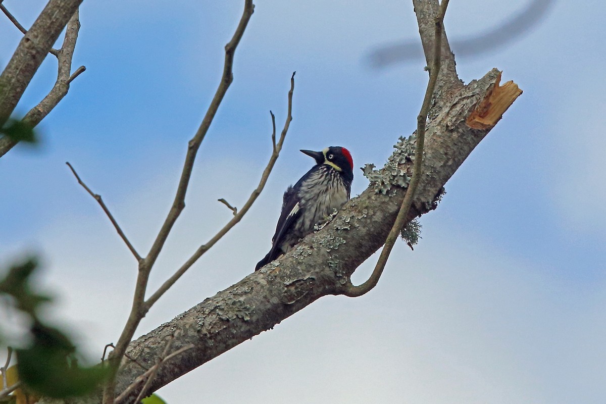 Acorn Woodpecker (Acorn) - ML46647601