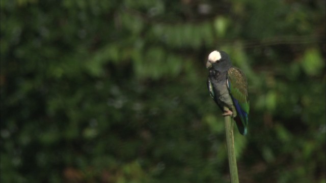 White-crowned Parrot - ML466477