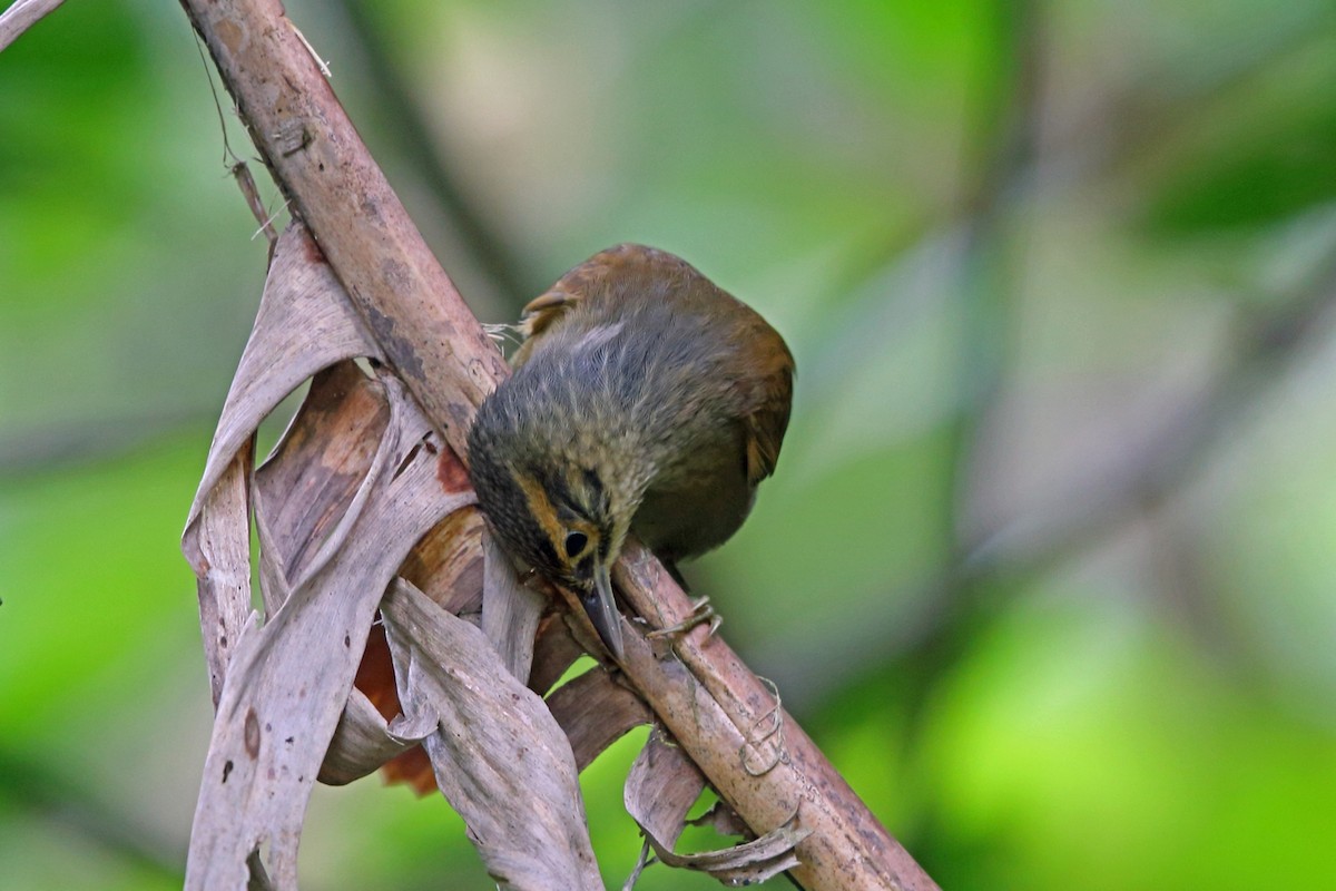 Scaly-throated Foliage-gleaner (Scaly-throated) - Nigel Voaden