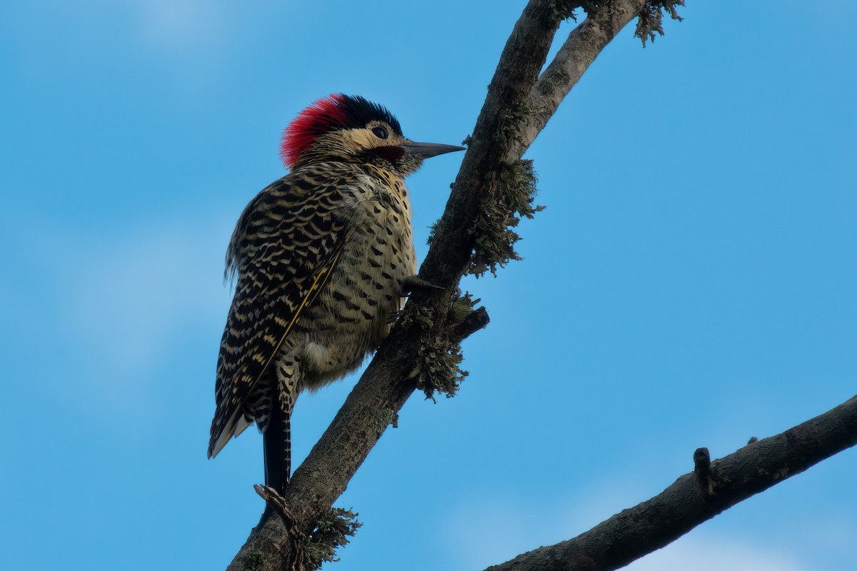 Green-barred Woodpecker - ML466478101