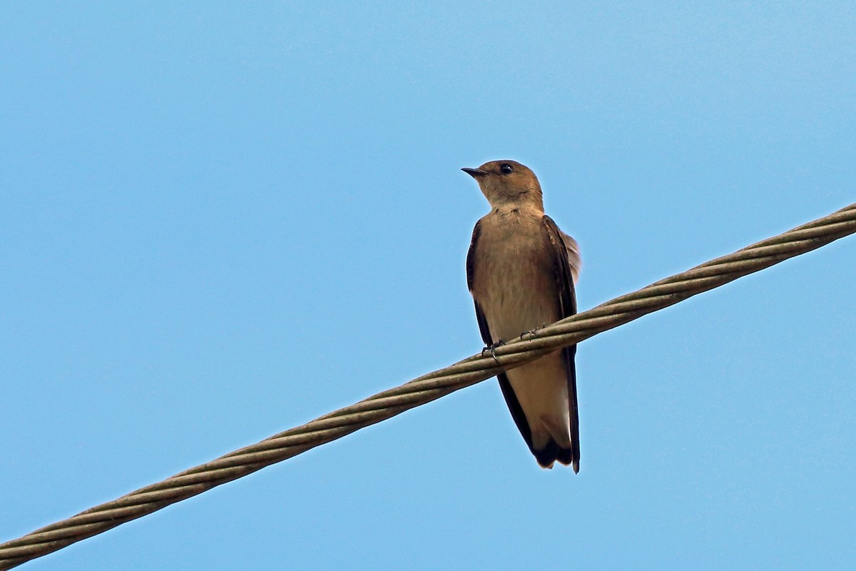 Northern Rough-winged Swallow (Northern) - ML46647901