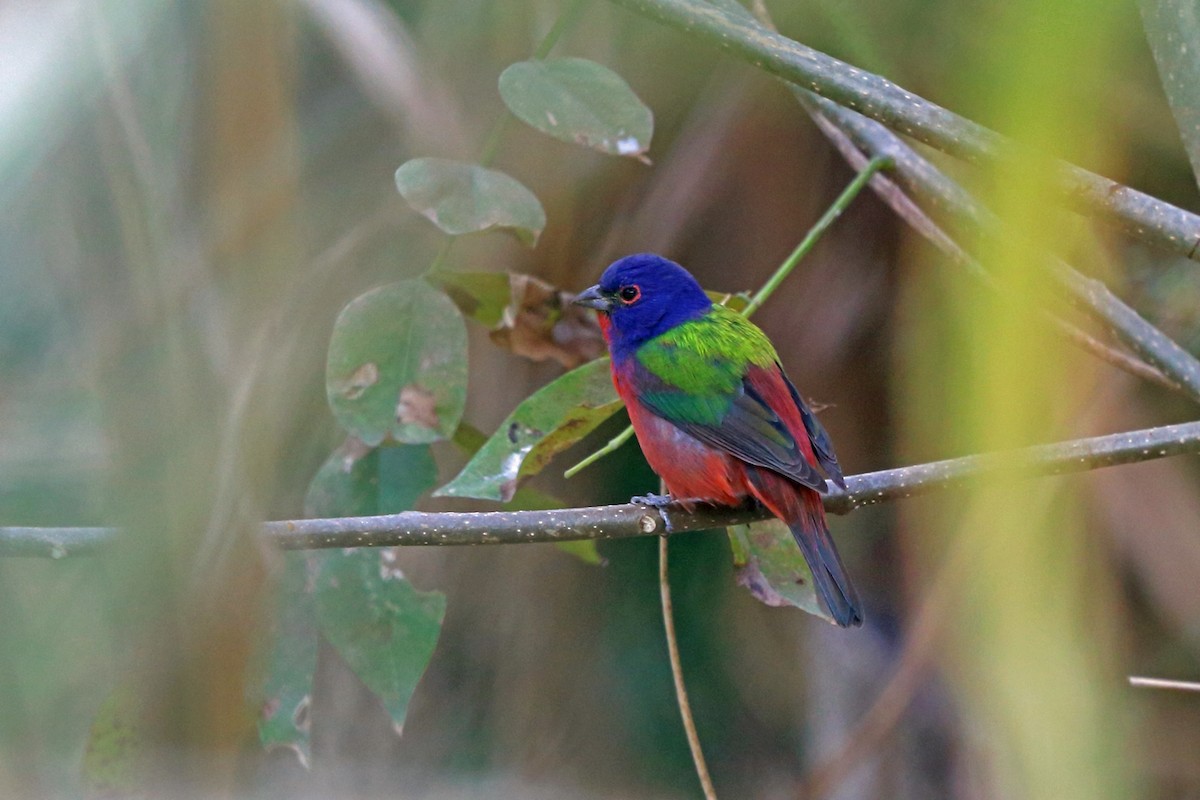 Painted Bunting - ML46647991