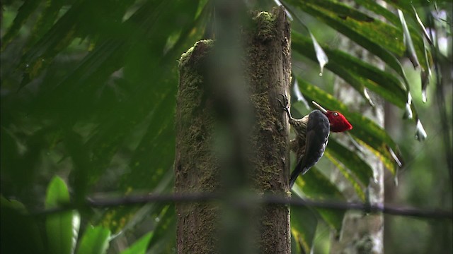 Pale-billed Woodpecker - ML466480