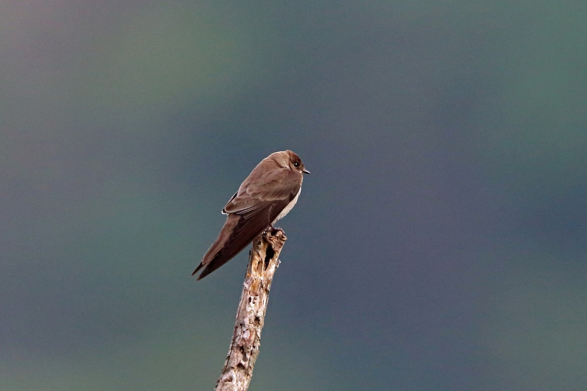 Northern Rough-winged Swallow (Northern) - ML46648161