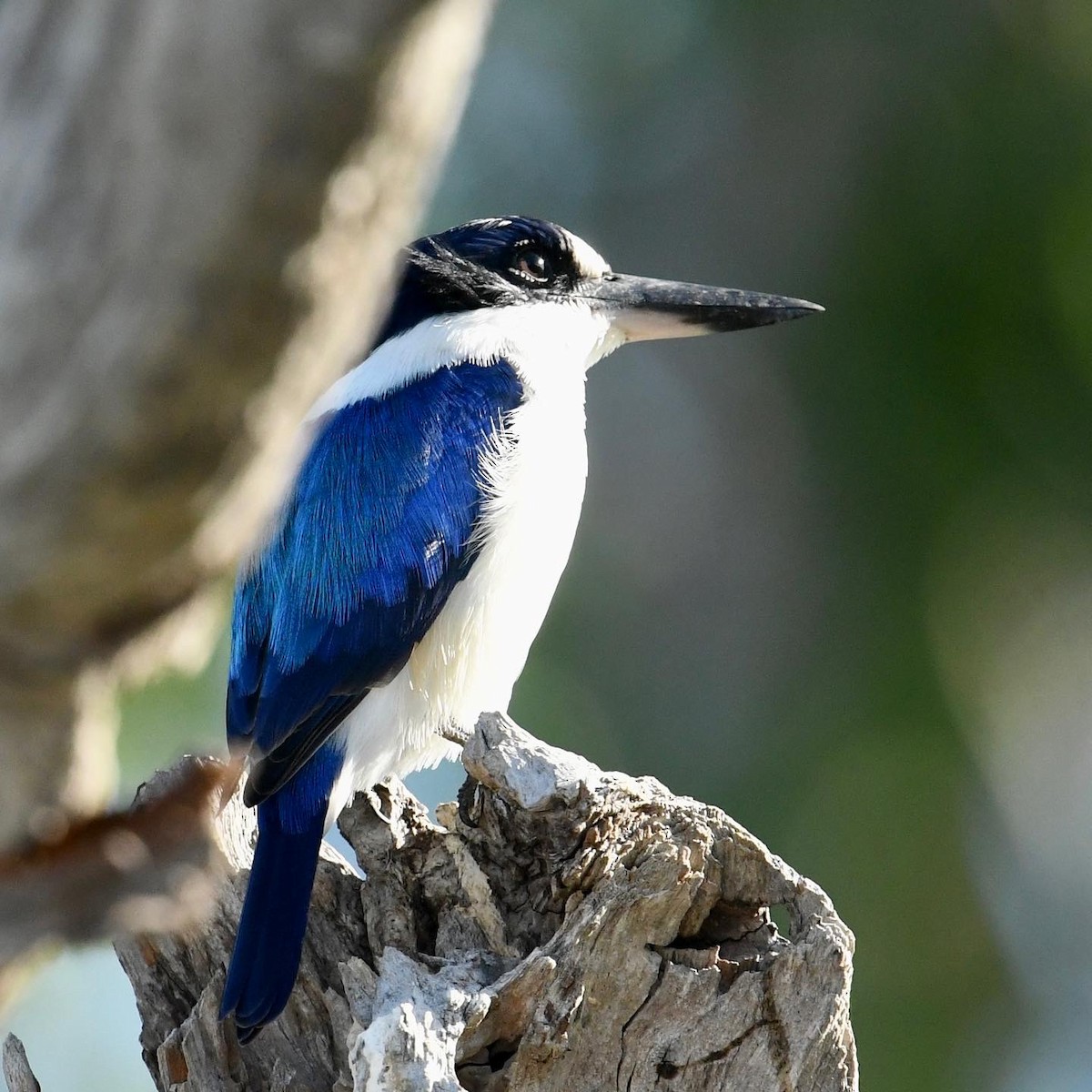 Forest Kingfisher - ML466483551