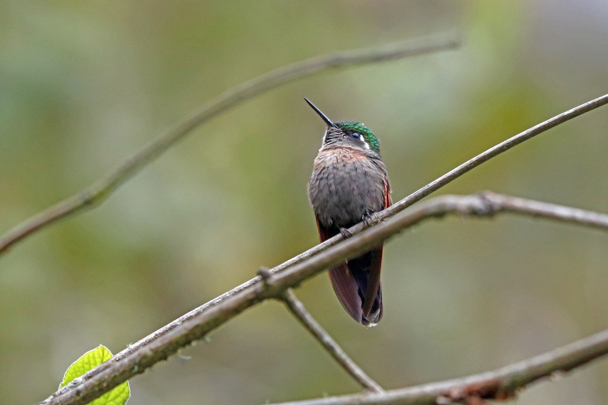 Garnet-throated Hummingbird - Nigel Voaden