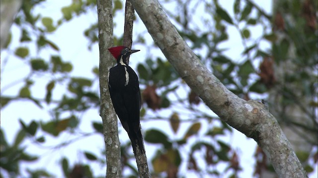 Lineated Woodpecker (Lineated) - ML466485