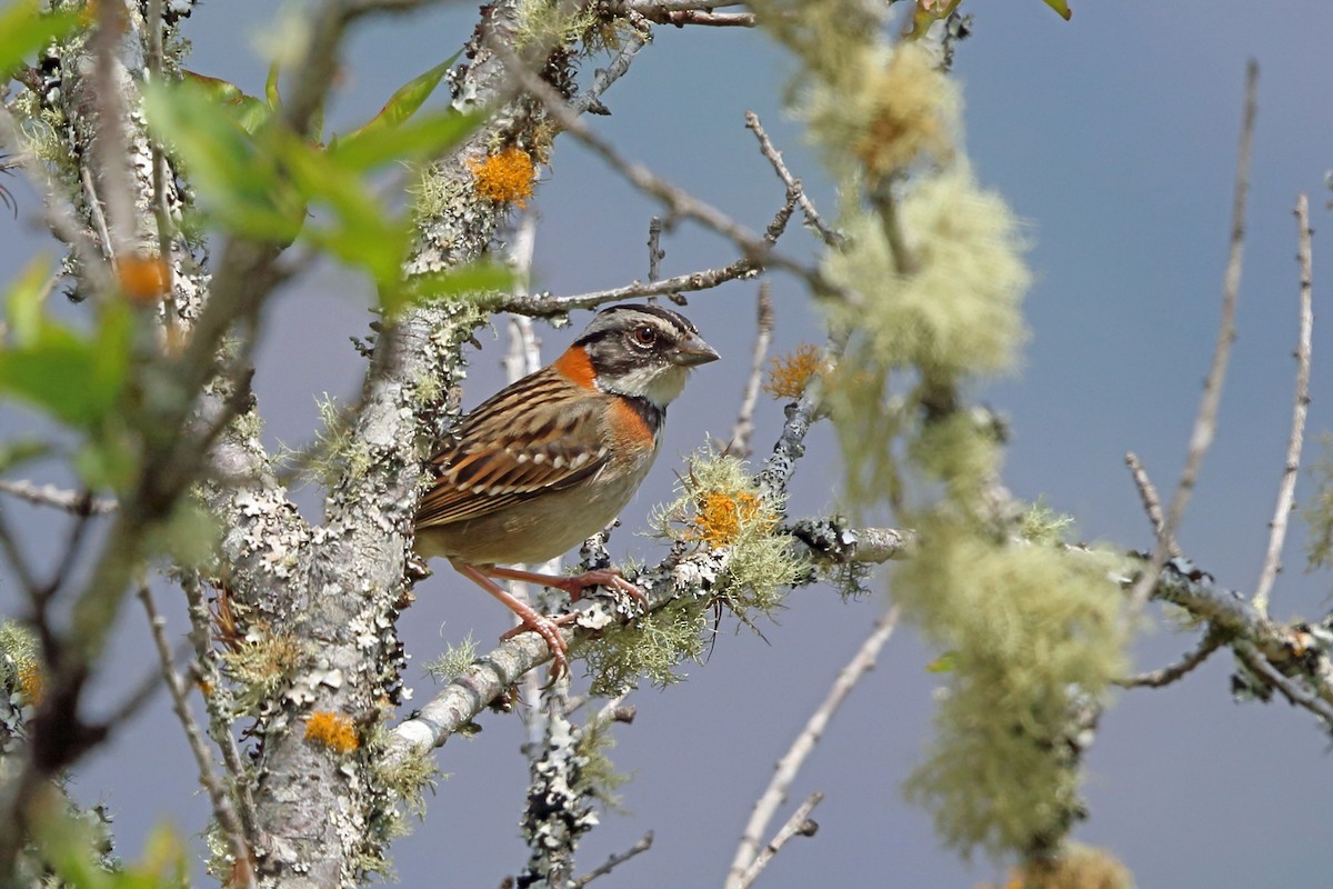 Rufous-collared Sparrow - ML46648591