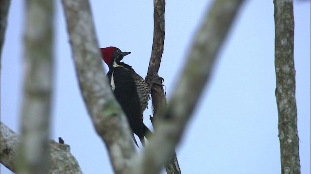 Lineated Woodpecker (Lineated) - ML466487