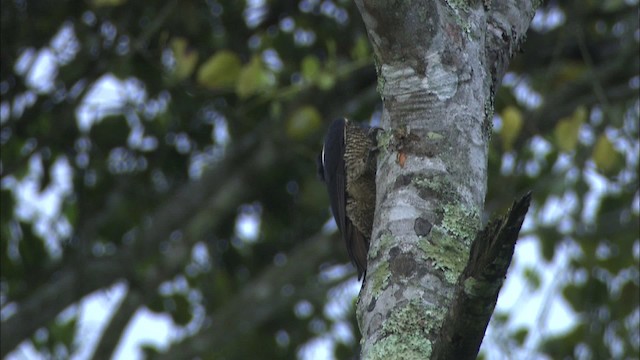 Lineated Woodpecker (Lineated) - ML466488
