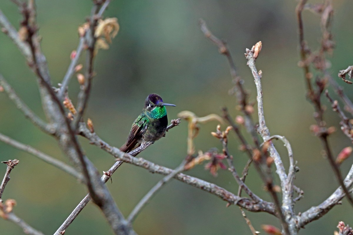 Rivoli's Hummingbird - ML46648841