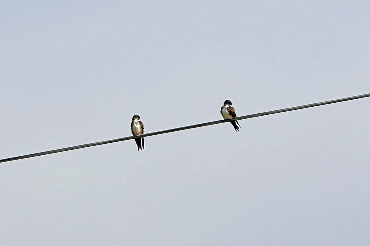 Black-capped Swallow - ML46648851