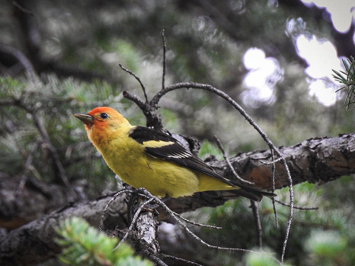 Western Tanager - ML466490151